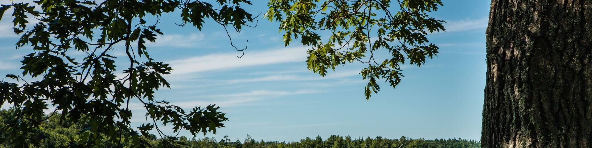 Looking out from under the shade onto the calm waters of Gilmore Lake, Oneida County, Wisconsin, late in the July afternoon