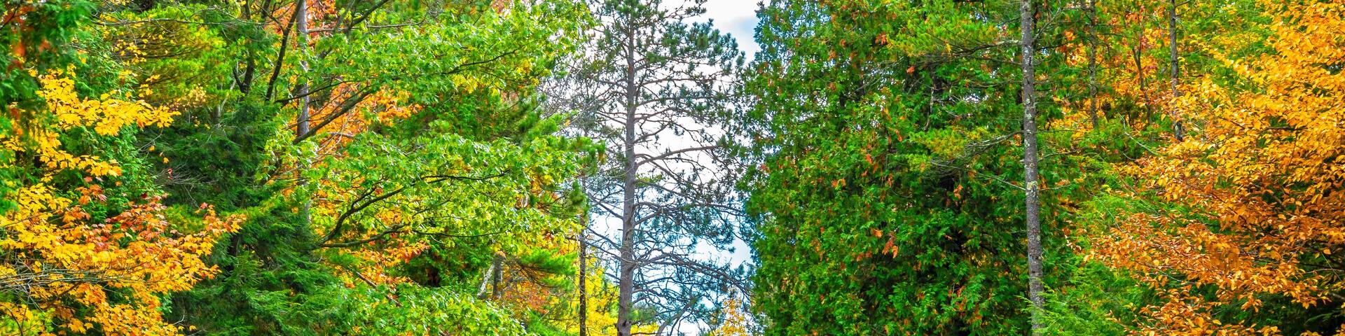 A winding road through a forest with autumn foliage, signs for Point Beach State Forest, campground, recreation areas, and office.