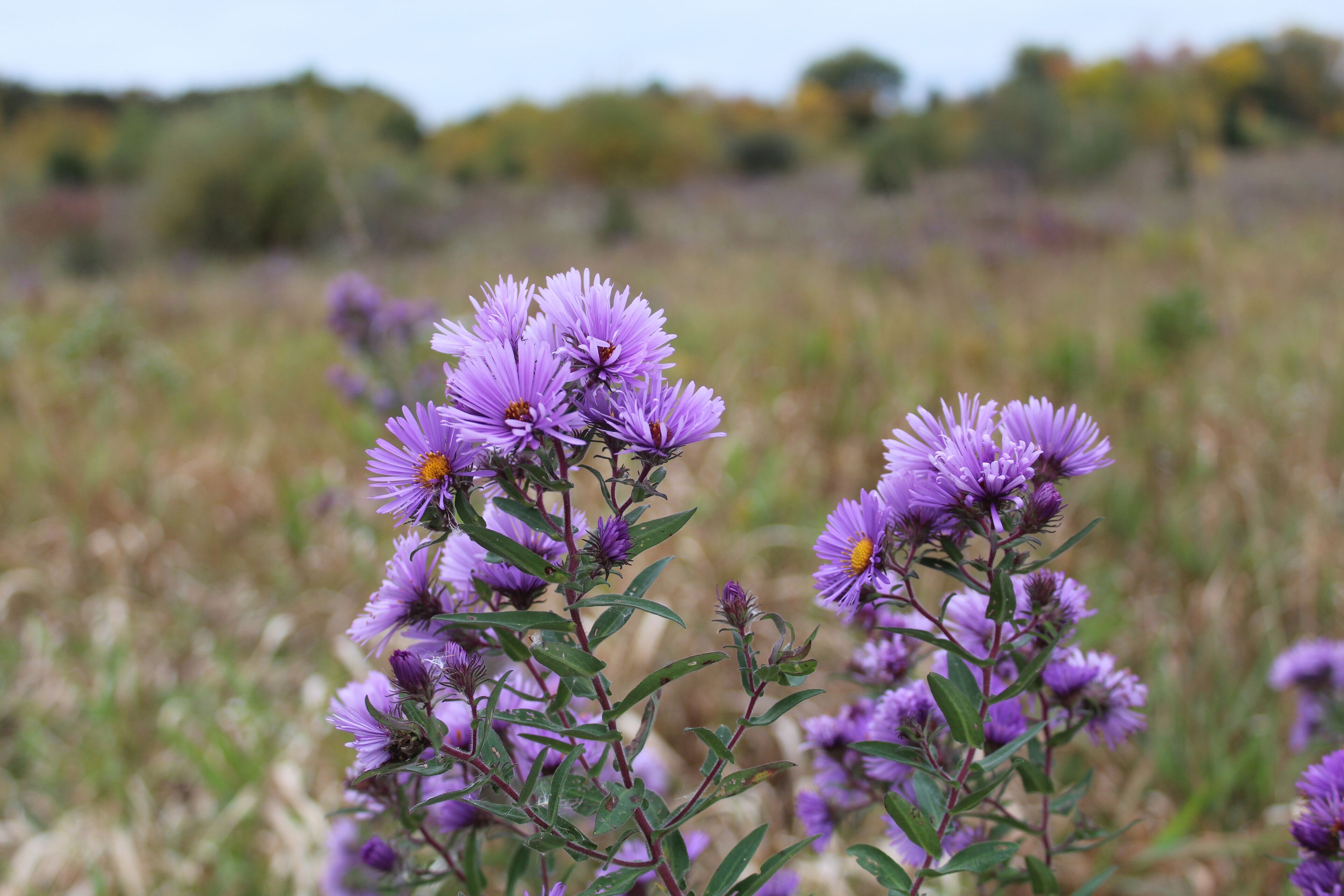 Two clusters of New England Asters at Raven Glen Forest Preserve in Antioch, Illinois with autumn foliage in the background