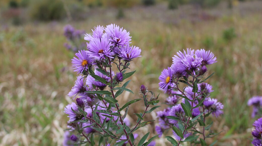 Two clusters of New England Asters at Raven Glen Forest Preserve in Antioch, Illinois with autumn foliage in the background