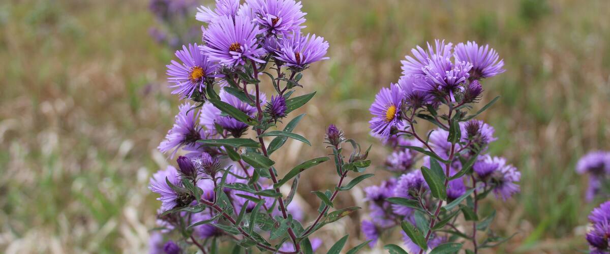 Two clusters of New England Asters at Raven Glen Forest Preserve in Antioch, Illinois with autumn foliage in the background
