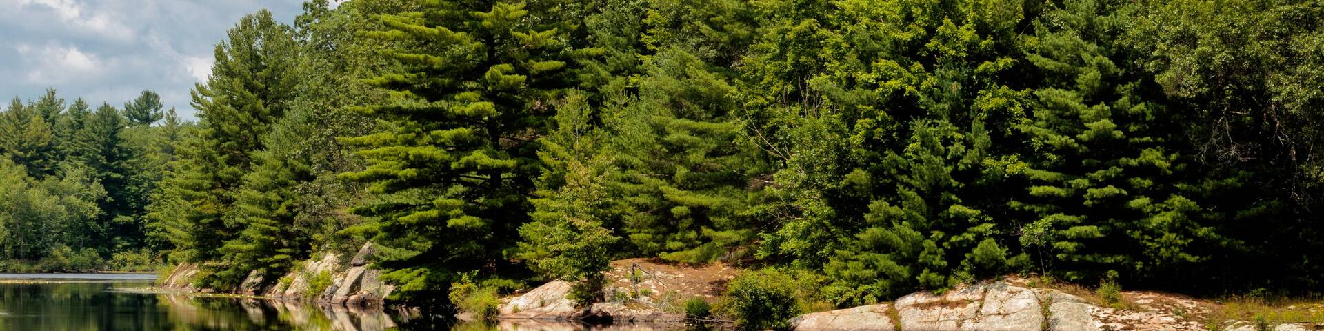Pine trees and boulder shoreline along the Little Wolf River and the mill pond within Big Falls, Wisconsin in early July