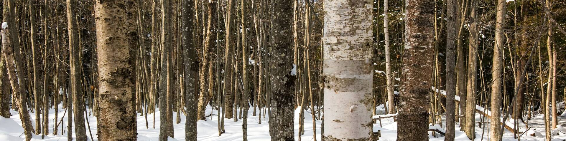 Birch deciduous tree forest in the snow at Big Bay State Park on Madeline Island in Northern Wisconsin