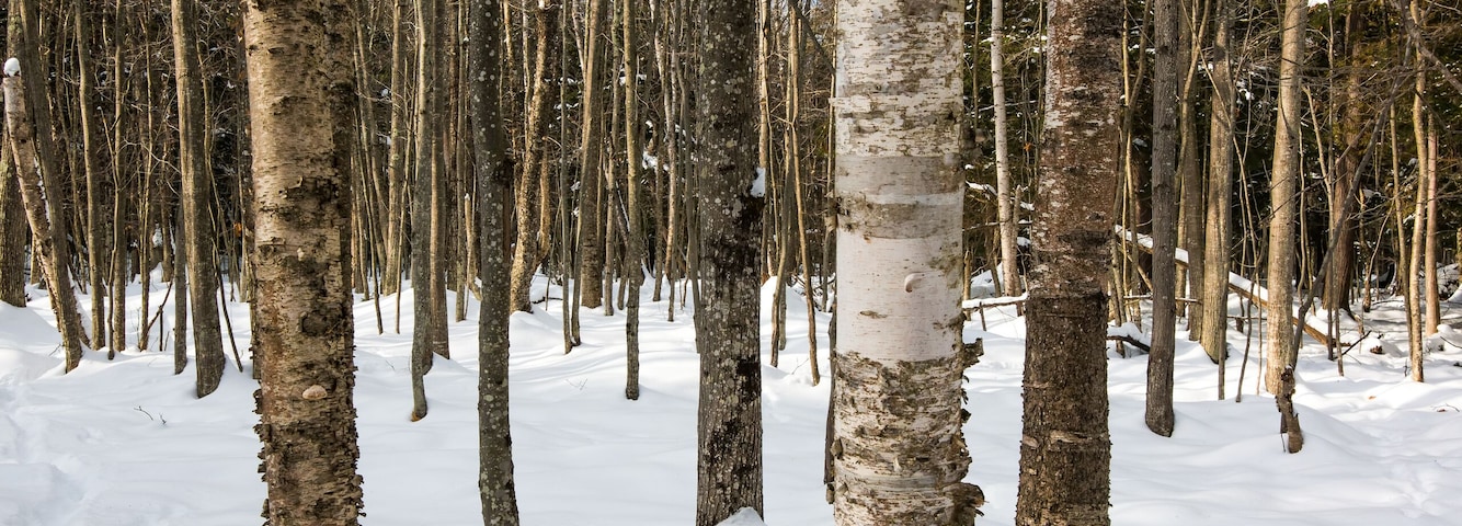 A snowy forest with birch trees.