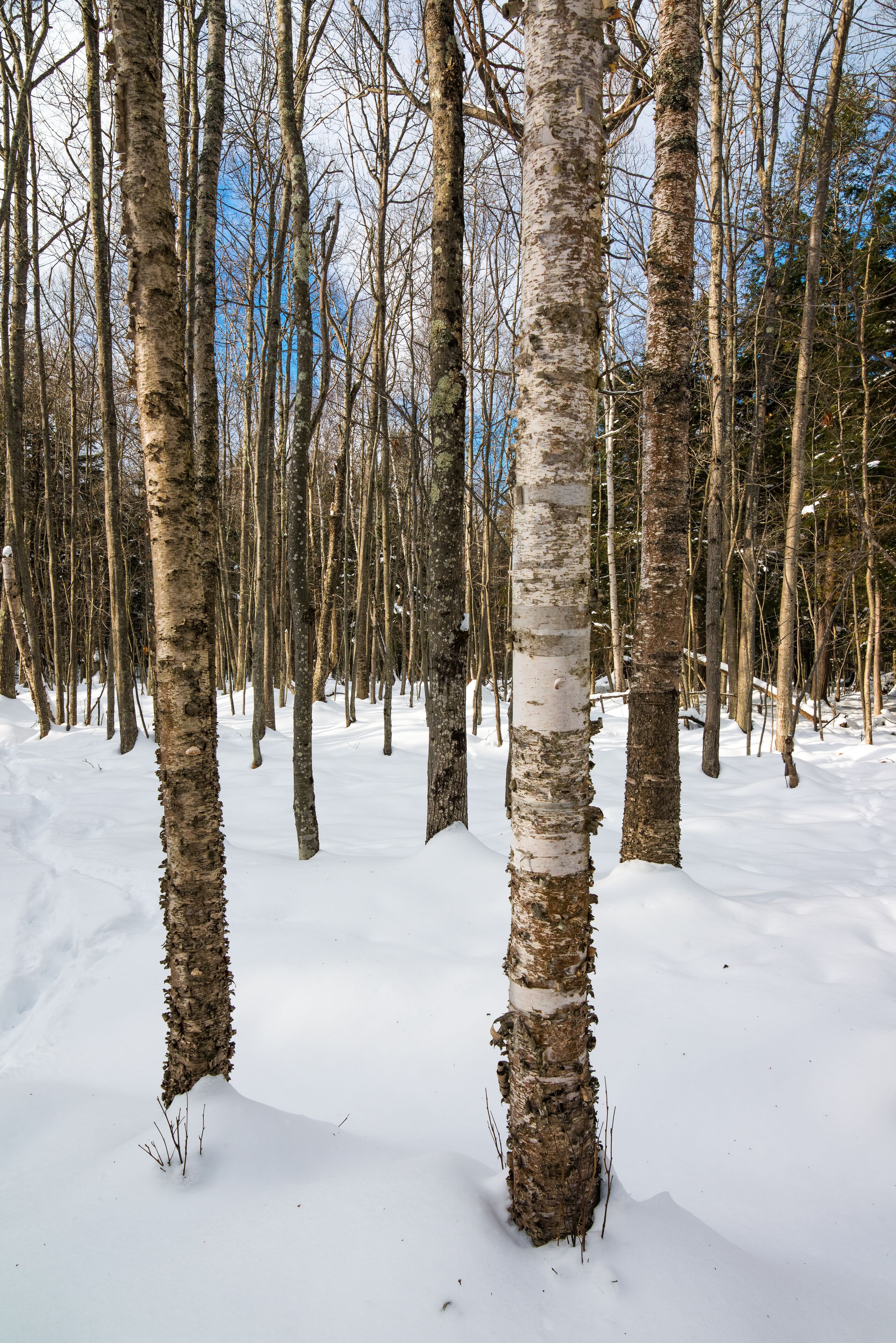 A snowy forest with birch trees.