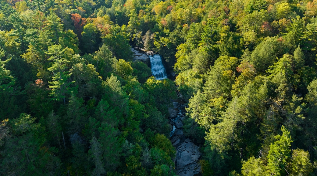 A forested landscape with a waterfall.
