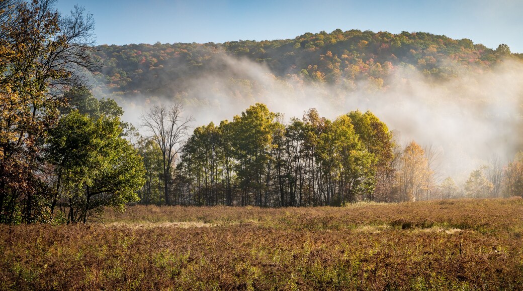 Fog over the bog