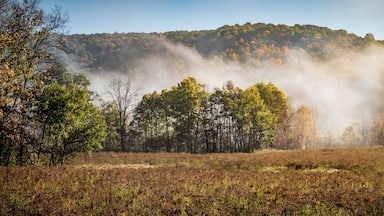 Fog over the bog
