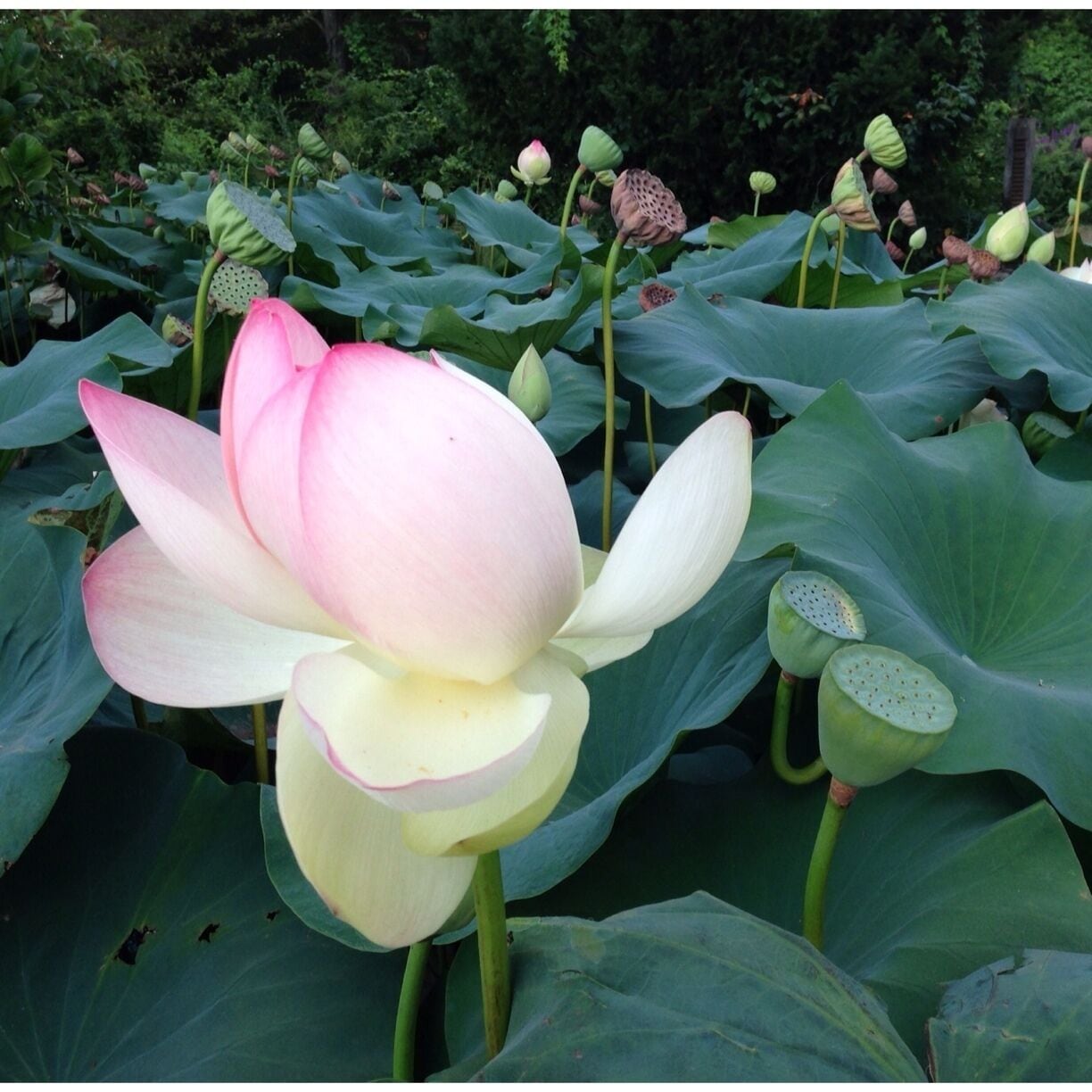 Exactly one mile south of the town of Wickford, right at the road's edge, is a small pond and in it, every year, blooms these beautiful Lotus plants. Such a delight to see when driving past and so unexpected. At this time of year, people will stop and take pictures or they might make a painting or drawing. 