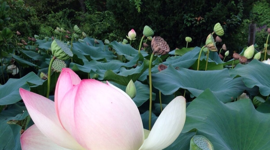 Exactly one mile south of the town of Wickford, right at the road's edge, is a small pond and in it, every year, blooms these beautiful Lotus plants. Such a delight to see when driving past and so unexpected. At this time of year, people will stop and take pictures or they might make a painting or drawing.