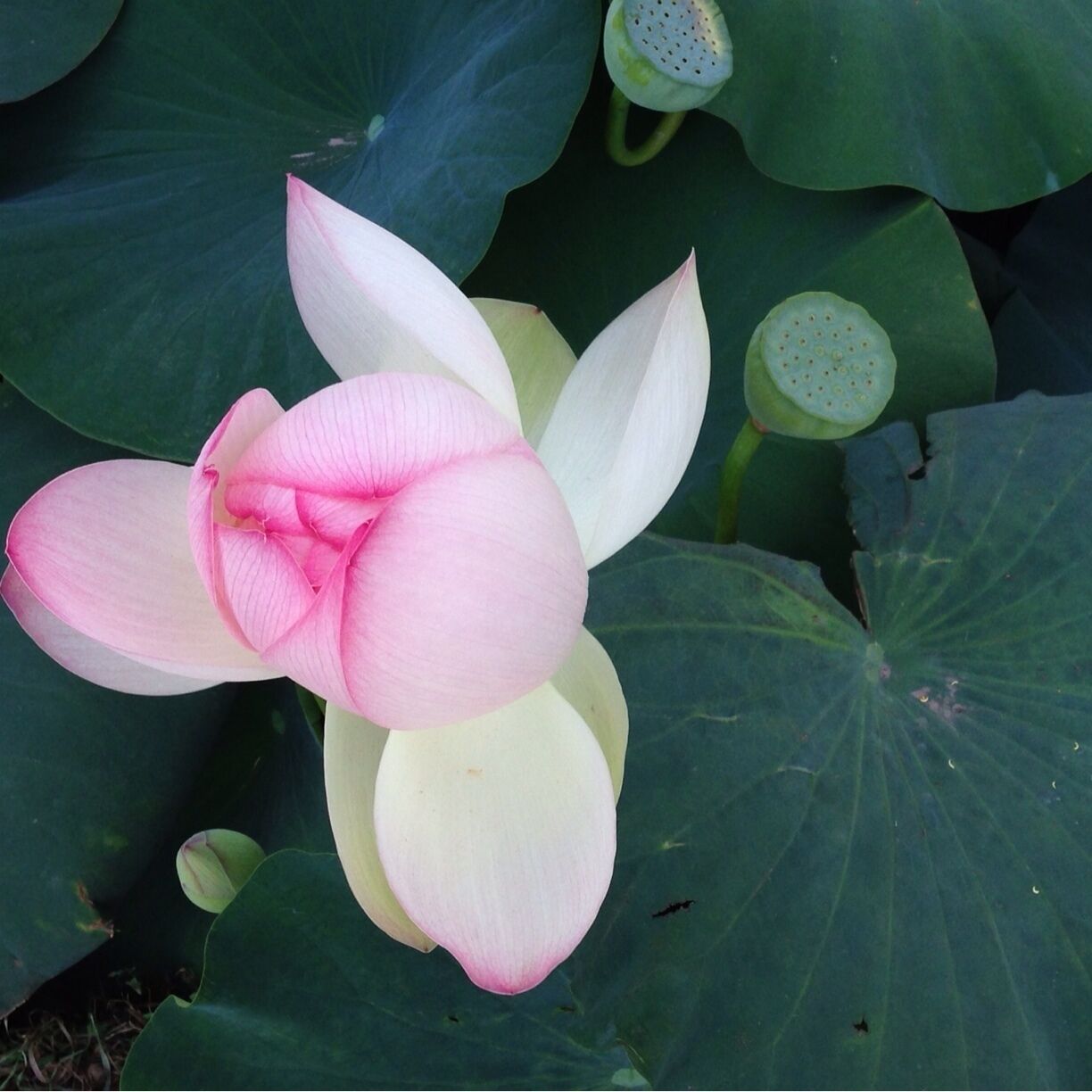 These beautiful lotus plants grow wild in a small pond on the side of a main road. They bloom there every year. The pond is not much bigger than a typical living room. So pretty when they are in season. 