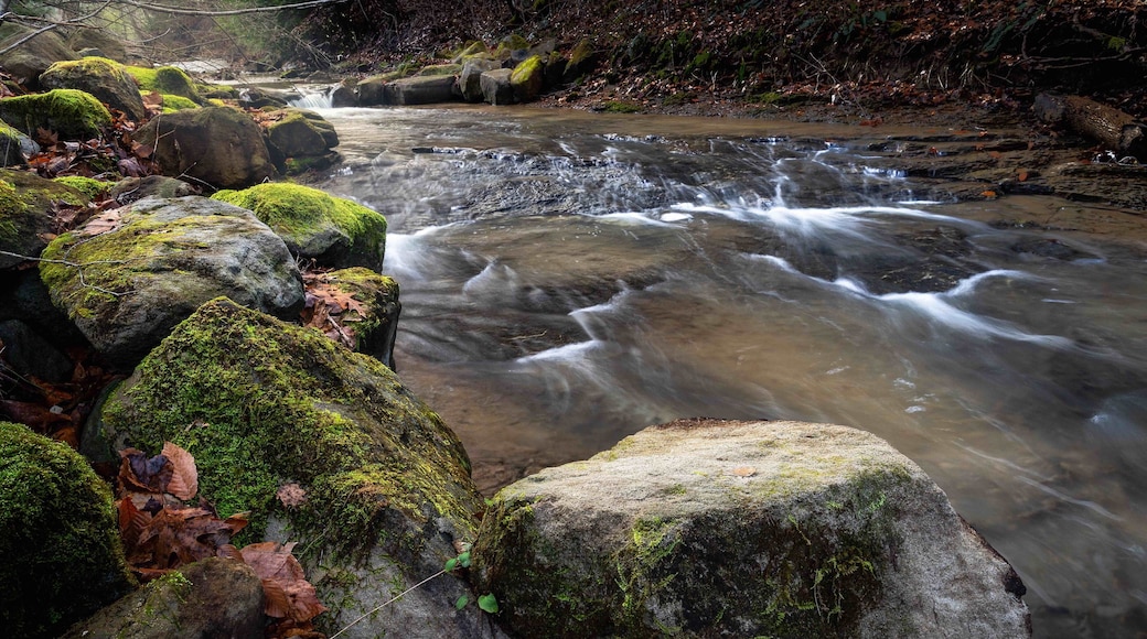 Coonskin Branch is a small stream within the park.
