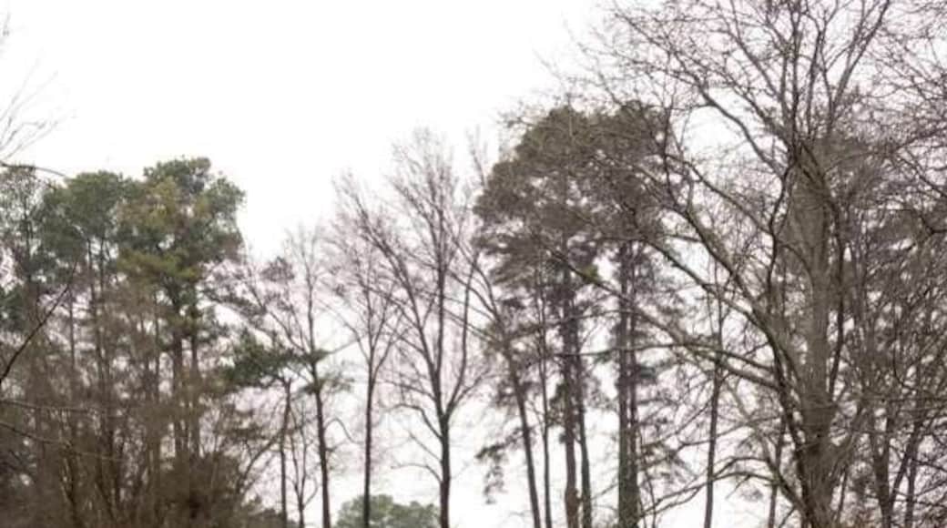 I have lived a couple of hours away from this spot and I had never visited. My visit was a last-minute decision as I was driving home from a different location. Even though it was very cold, the kids and I enjoyed the visit. It is a beautiful place and I understand why people use it for engagement pictures and such. I highly recommend it as a place to wander and meditate, dates, or photo sessions.