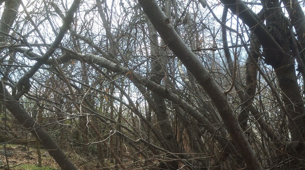 Gibbs Loop in the Mt. Ogden Network Trails system.