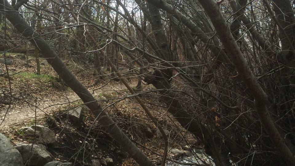 Gibbs Loop in the Mt. Ogden Network Trails system.