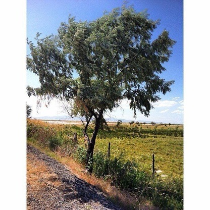 #RussianOlive Tree