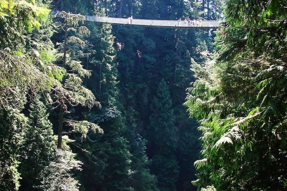 A suspension bridge in a dense forest.
