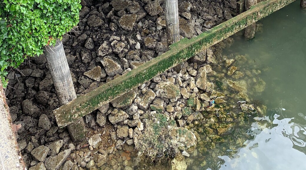 Beautiful sight from the pier.