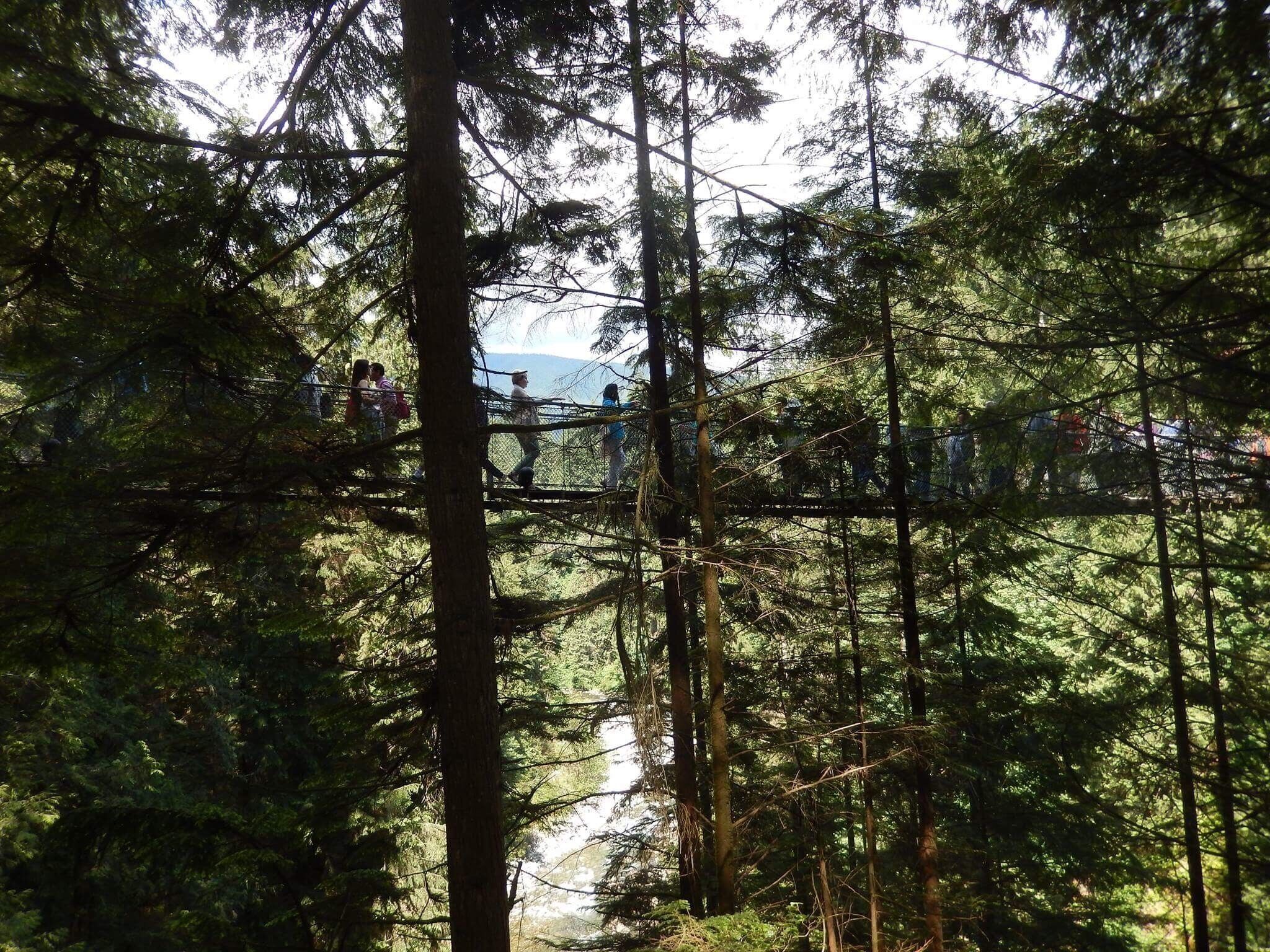 Walking through the trees