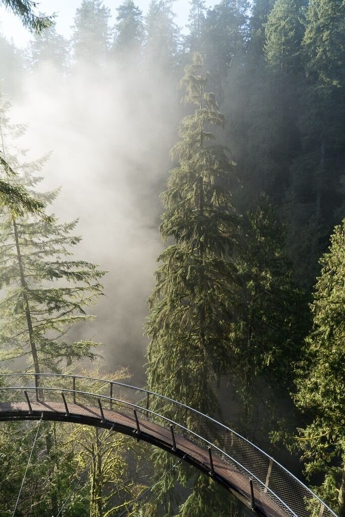 A forested area with a wooden bridge.