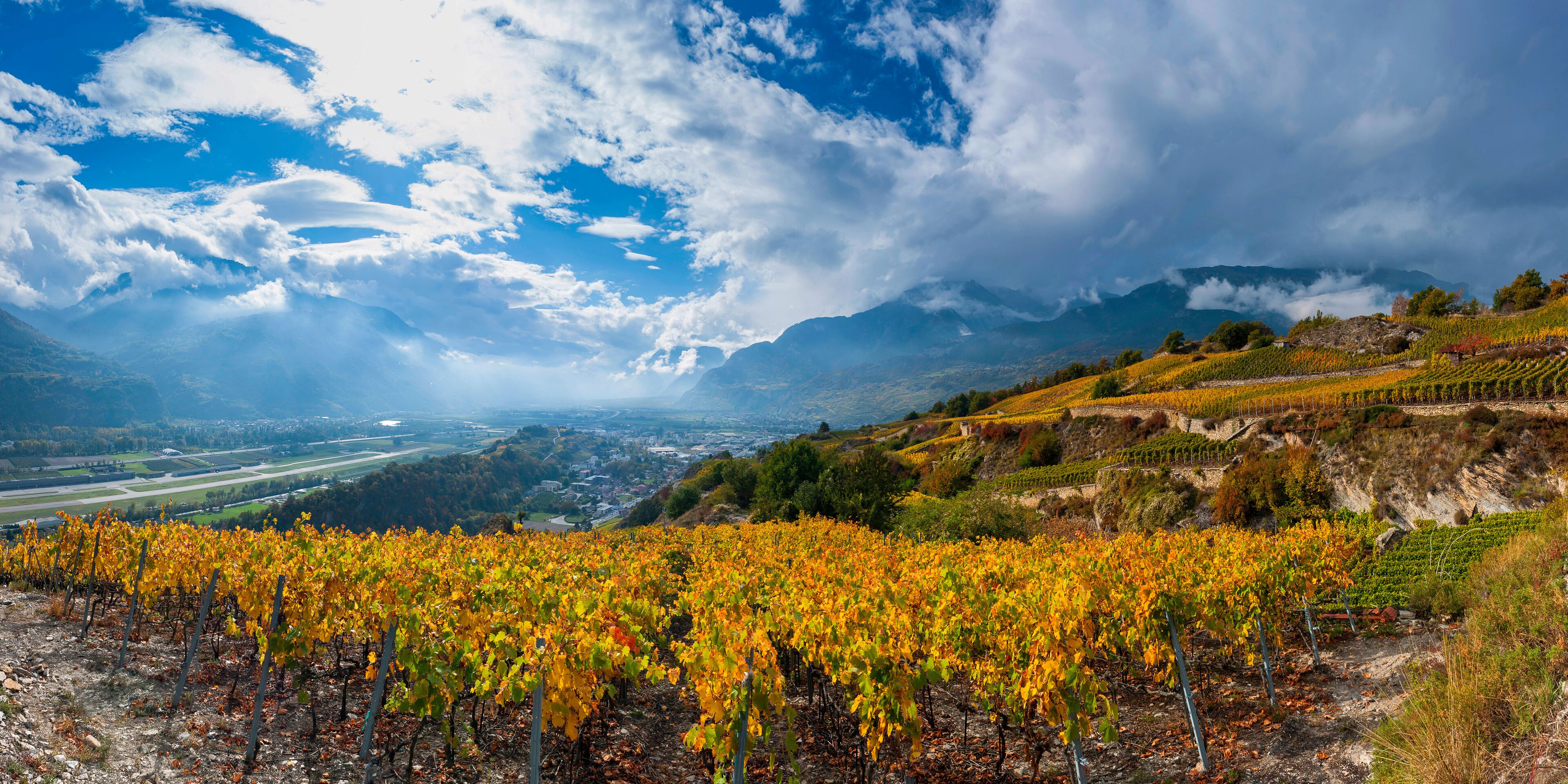 Weinreben im Schweizer Rhonetal, Wallis