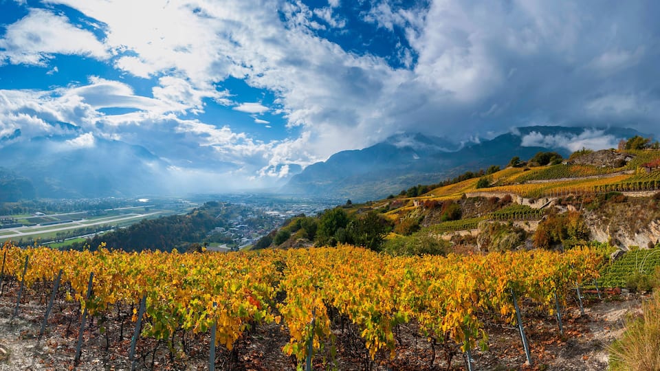 Weinreben im Schweizer Rhonetal, Wallis