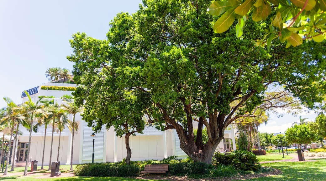 Cairns, Australia - October 15, 2009: A big tree near the casino in Cairns