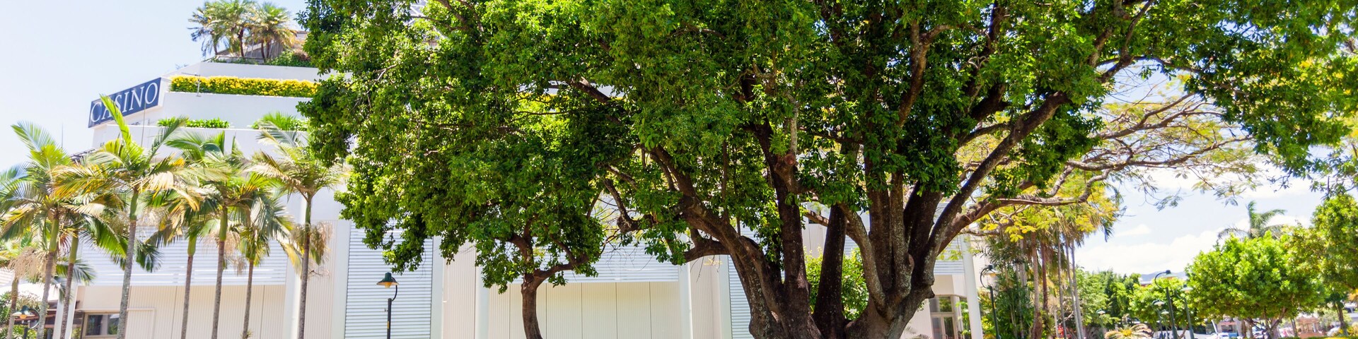 Cairns, Australia - October 15, 2009: A big tree near the casino in Cairns