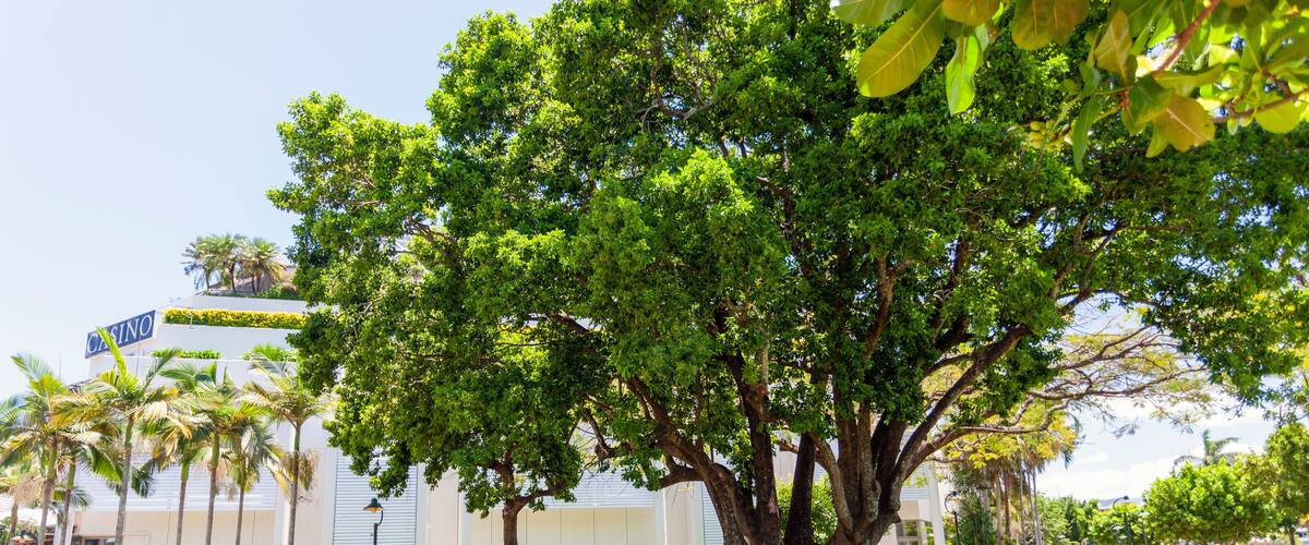 A large tree in a well-maintained grassy area with a building in the background.