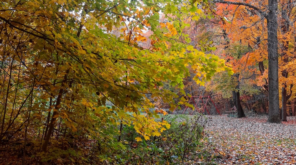 Super panoramic view of Maybury state park with colorful Maple trees in Novi, Michigan.