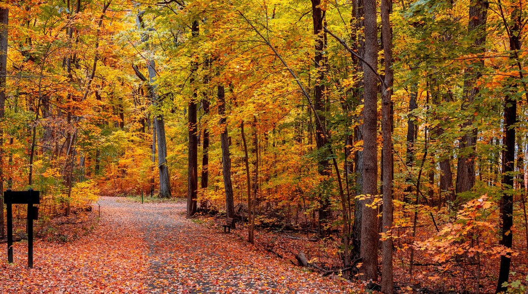 Panoramic view of colorful trees in autumn time at Maybury state park in Michigan.
