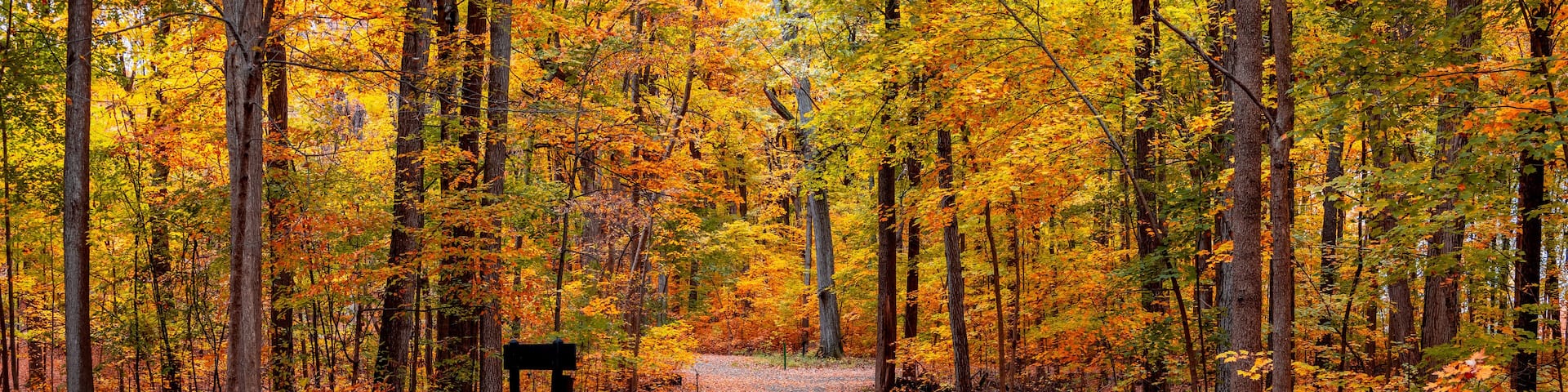 A forest path with autumn foliage, a bench, and a signpost.