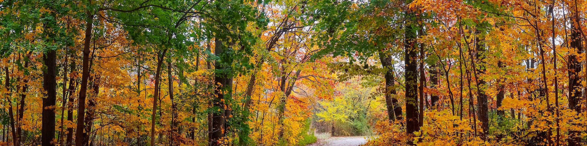 Super panoramic view of Maybury state park with colorful foliage during autumn time in Michigan.