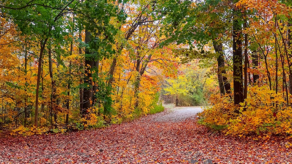 A forest path covered with fallen leaves, surrounded by trees with autumn foliage.