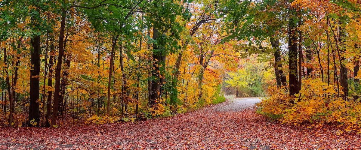 A forest path covered with fallen leaves, surrounded by trees with autumn foliage.