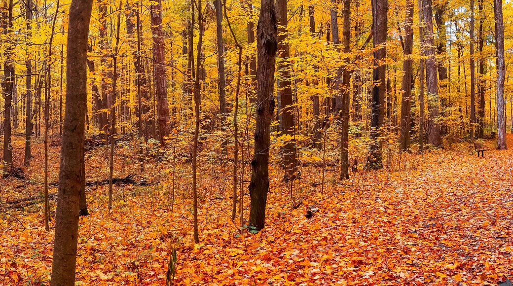 Panoramic view of Maybery state park with colorful Maple trees in Michigan during autumn time