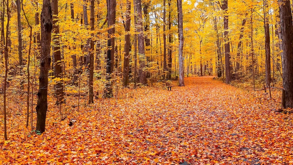 A forest path covered with orange autumn leaves.