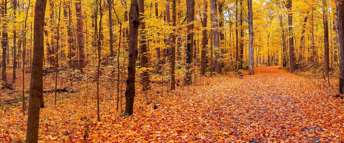 Panoramic view of Maybery state park with colorful Maple trees in Michigan during autumn time