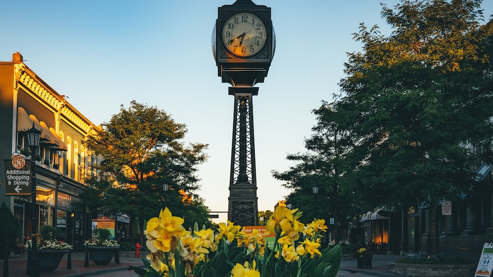A clock tower with a spire, surrounded by yellow flowers and trees.