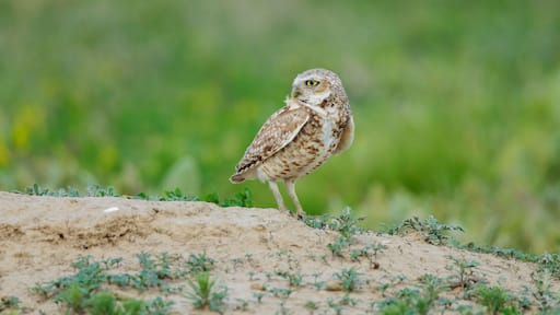A bird standing on a sandy surface with sparse vegetation.
