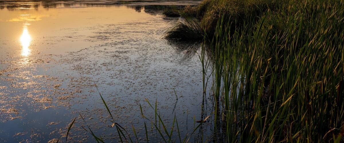 warm and cozy sunset over a wetland lake