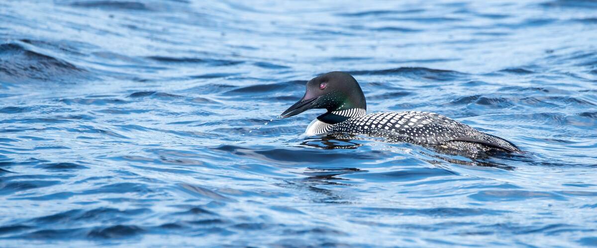 A common loon swimming on lake waves inside Nelson lake in Hayward, WI