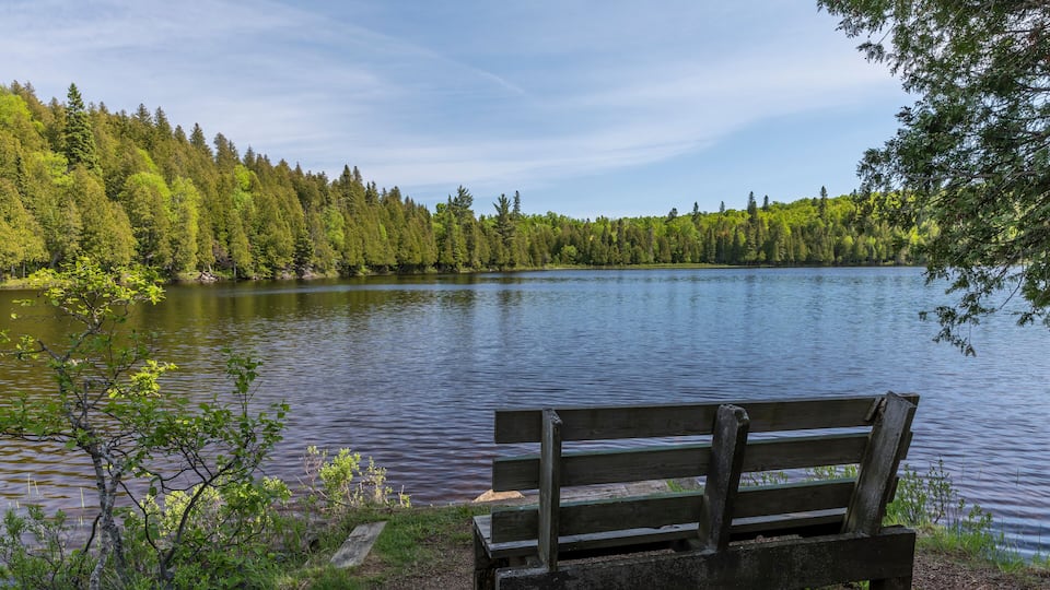 A wooden bench by a calm lake surrounded by dense forest.