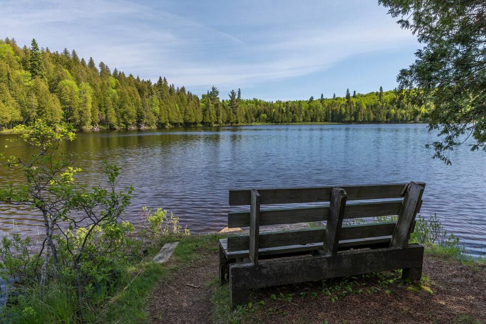 A wooden bench by a calm lake surrounded by dense forest.