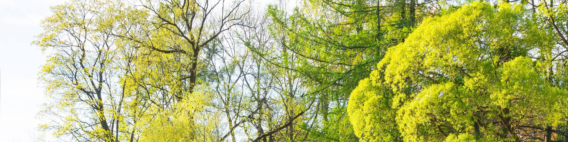 Un parc paisible avec un étang, des jonquilles jaunes et de grands arbres verdoyants.