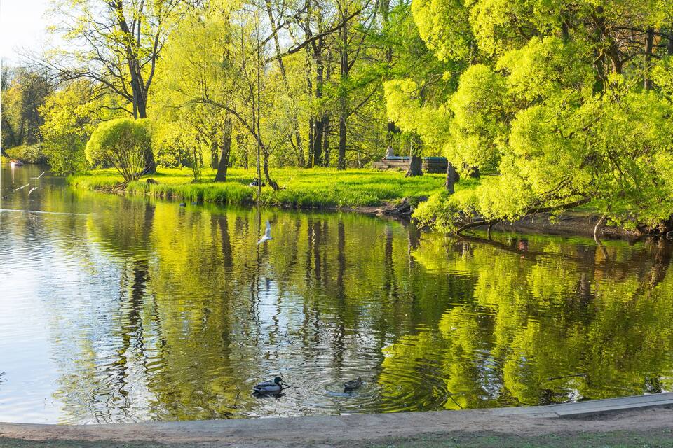 A serene park with a pond, yellow daffodils, and lush green trees.
