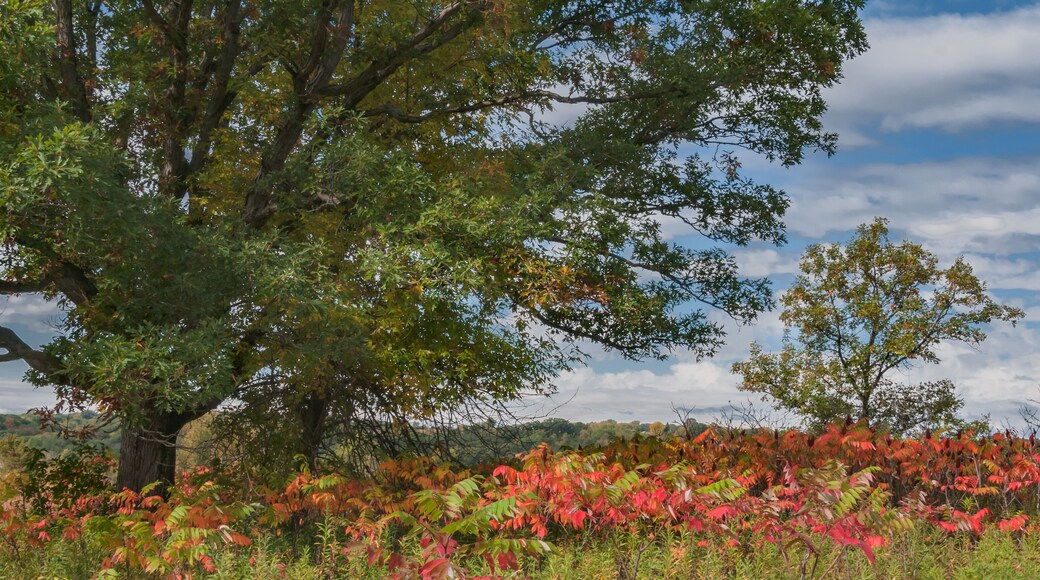 Green and yellow oak trees and red sumac signal the start of fall in the oak savanna at Afton State Park in Minnesota
