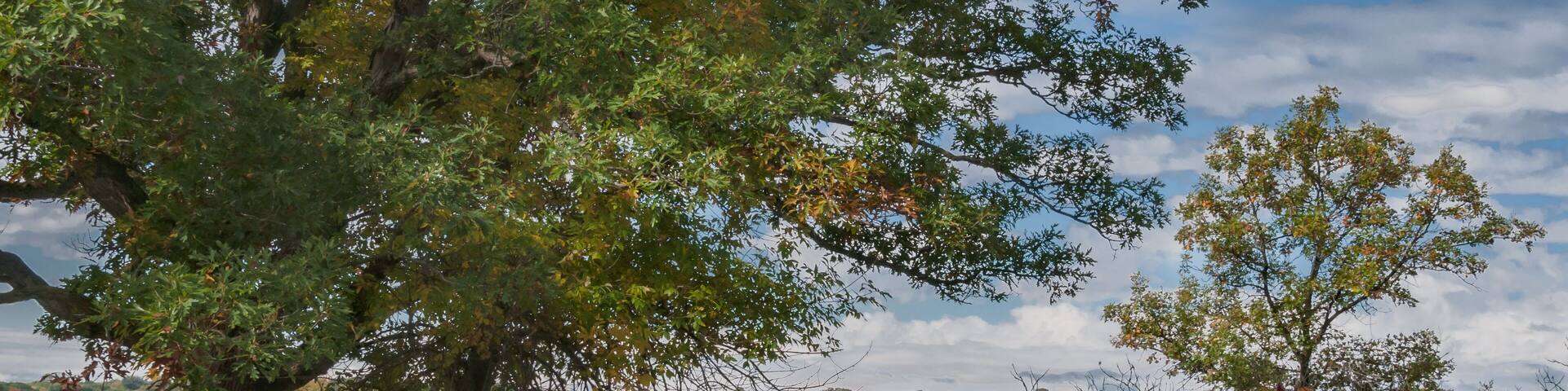 Un paisaje con un árbol grande, una colina con follaje rojo y un cielo despejado.