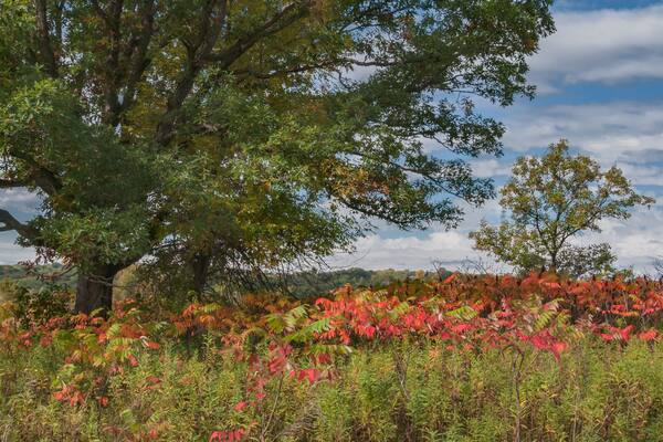 Green and yellow oak trees and red sumac signal the start of fall in the oak savanna at Afton State Park in Minnesota