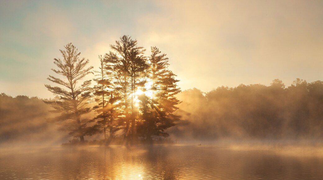 Small island with pine trees fog a loon and sunburst at dawn on a northern Minnesota lake during summer